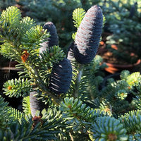 7 Graines de Sapin subalpin, Abies lasiocarpa