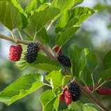 3 Graines Mûrier rouge, Morus Rubra, Arbre à Mûres