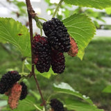 10 Graines Mûrier rouge, Morus Rubra, Arbre à Mûres