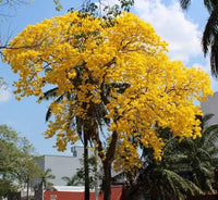 Graines Tabebuia Chrysantha, Handroanthus Chrysanthus