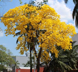 Graines Tabebuia Chrysantha, Handroanthus Chrysanthus