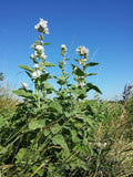 10 graines de Guimauve officinale, Althaea officinalis, Guimauve sauvage, Mauve blanche