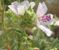 5 graines de Guimauve officinale, Althaea officinalis, Guimauve sauvage, Mauve blanche