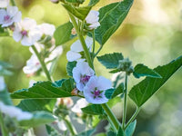 5 graines de Guimauve officinale, Althaea officinalis, Guimauve sauvage, Mauve blanche