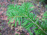 10 Graines de Sapin gracieux, Abies amabilis