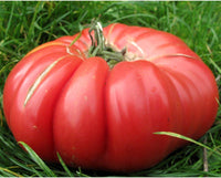 50 Graines de Tomate Monstre, Solanum lycopersicum