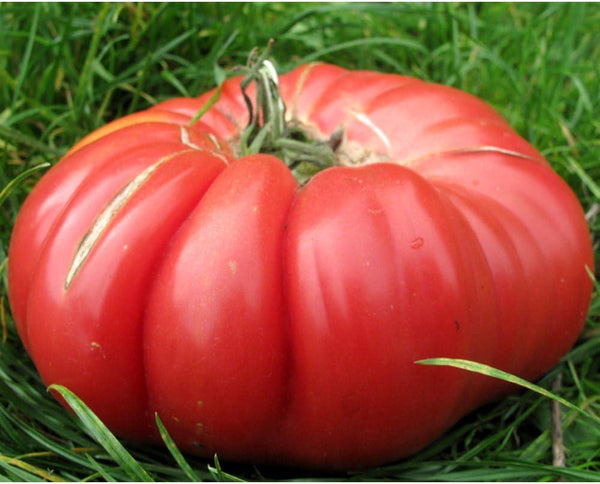 50 Graines de Tomate Monstre, Solanum lycopersicum