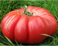 35 Graines de Tomate Monstre, Solanum lycopersicum