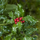 3 Graines de Ilex aquifolium, Houx Commun