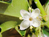 3 Graines de Ilex aquifolium, Houx Commun