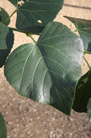 3 Graines de Tilleul de Mandchourie, Tilia mandshurica