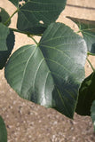 3 Graines de Tilleul de Mandchourie, Tilia mandshurica