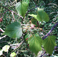 3 Graines de Tilleul de Mandchourie, Tilia mandshurica