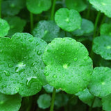 40 Graines Centella asiatica, Gotu Kola, Antanan, Pegaga, Brahmi, Plante médicinale