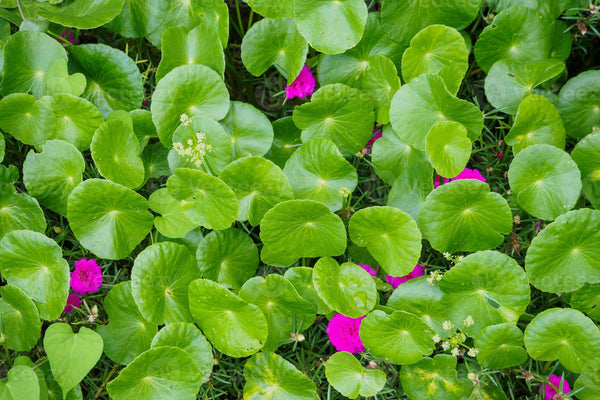 7 Graines Centella asiatica, Gotu Kola, Antanan, Pegaga, Brahmi, Plante médicinale