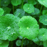 10 Graines Centella asiatica, Gotu Kola, Antanan, Pegaga, Brahmi, Plante médicinale