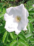 7 Graines Rosier Rugosa, Rosa Rugosa Alba, Rosier du Japon, Rosier rugueux