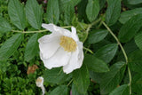 7 Graines Rosier Rugosa, Rosa Rugosa Alba, Rosier du Japon, Rosier rugueux