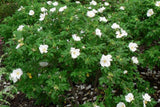 7 Graines Rosier Rugosa, Rosa Rugosa Alba, Rosier du Japon, Rosier rugueux