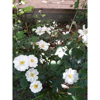 7 Graines Rosier Rugosa, Rosa Rugosa Alba, Rosier du Japon, Rosier rugueux