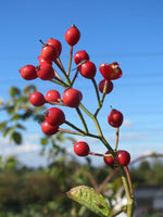 7 Graines de Rosa multiflora inermis, Rosier multiflore sans épine