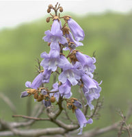 Rare 10 Graines de Paulownia tomentosa