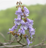 Rare 10 Graines de Paulownia tomentosa