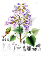 Rare 10 Graines de Paulownia tomentosa