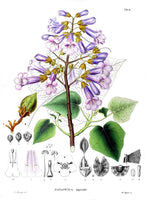 Rare 7 Graines de Paulownia tomentosa