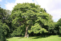 Rare 3 Graines de Paulownia tomentosa