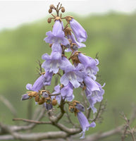 Rare 5 Graines de Paulownia tomentosa