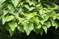 Rare 5 Graines de Paulownia tomentosa