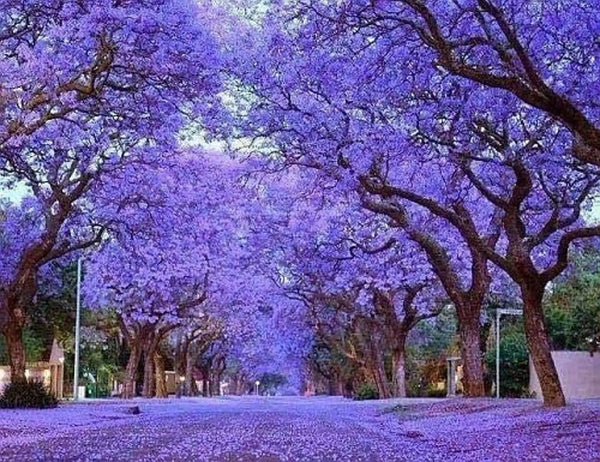 Rare 20 Graines de Paulownia tomentosa