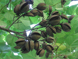 Rare 30 Graines de Paulownia tomentosa