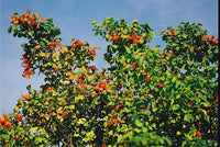 20 Graines de Rosier rugueux rouge, Rosa rugosa var. rubra