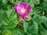 15 Graines de Rosier rugueux rouge, Rosa rugosa var. rubra