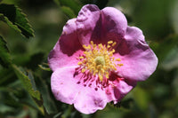 20 Graines Rosa woodsii, Rosier de Woods