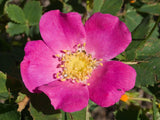 20 Graines Rosa woodsii, Rosier de Woods