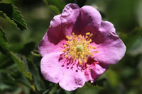 7 Graines Rosa woodsii, Rosier de Woods