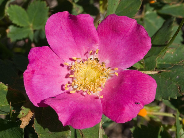 10 Graines Rosa woodsii, Rosier de Woods