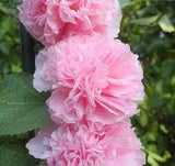 10 Graines de Rose Trémière Fleur Rose, Alcea Rosea Chater's Pink