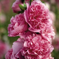 10 Graines de Rose Trémière Fleur Rose, Alcea Rosea Chater's Pink