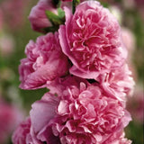 10 Graines de Rose Trémière Fleur Rose, Alcea Rosea Chater's Pink