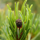 10 Graines de Pin nain de Sibérie, Pinus pumila