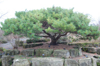 7 Graines de Pin nain de Sibérie, Pinus pumila