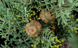 Graines Cupressus lusitanica, Cyprès du Portugal, Cyprès du Mexique