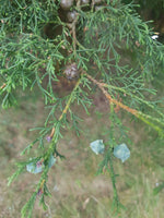 Graines Cupressus lusitanica, Cyprès du Portugal, Cyprès du Mexique