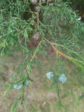 Graines Cupressus lusitanica, Cyprès du Portugal, Cyprès du Mexique