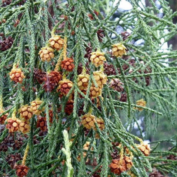 5 Graines de Cèdre de Tasmanie, Cèdre des sommets, Athrotaxis laxifolia