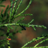 5 Graines de Cèdre de Tasmanie, Cèdre des sommets, Athrotaxis laxifolia